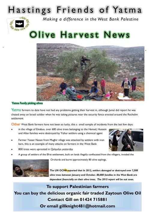 olive harvest 2013